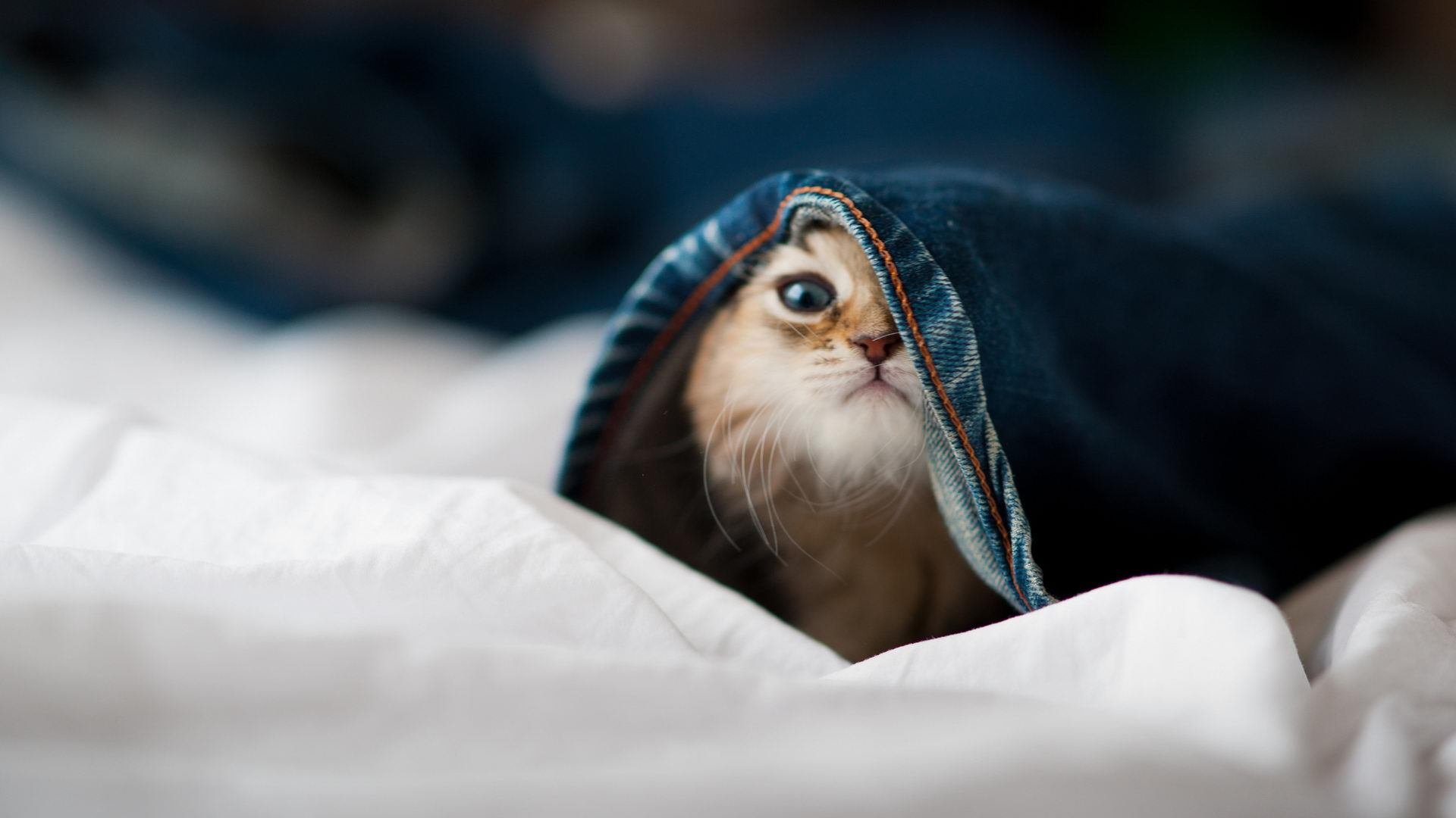 _街头文化与体育结合：新型都市运动风潮_，街头运动风格